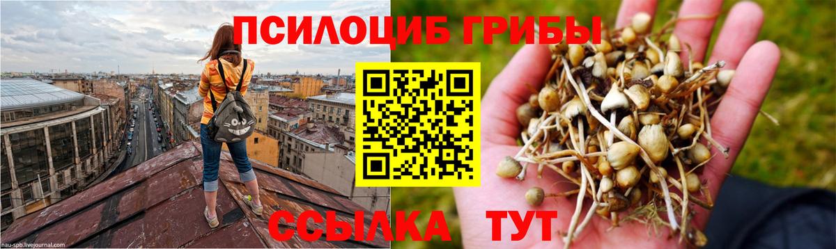 Галлюциногенные грибы Psilocybe Алушта